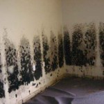Mold-Removal-Redwood-City