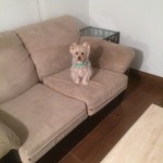 Redwood-City-Sofa-Pet-Stain-Cleaning